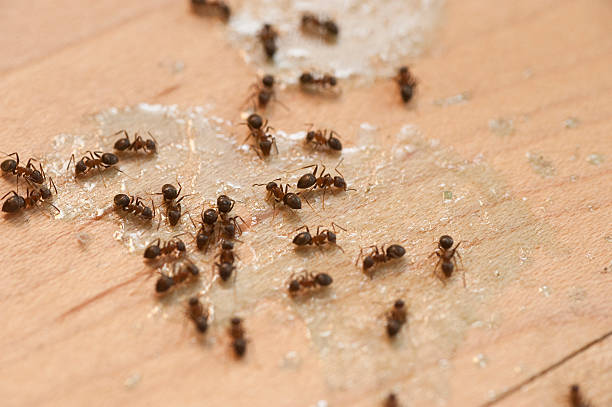 Best Pest Prevention Services  in Villa Park, CA