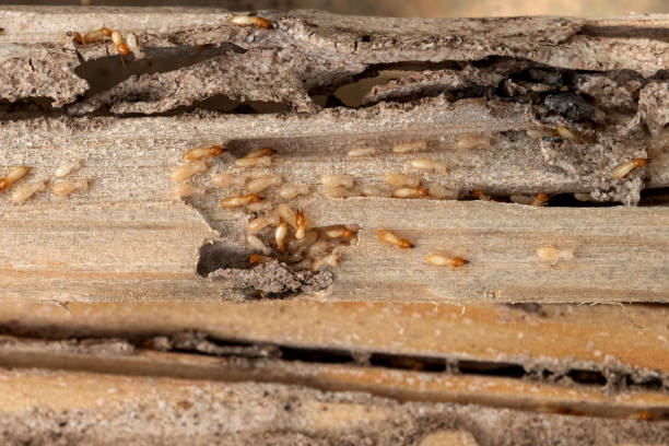 Best Exterminator Services  in Villa Park, CA